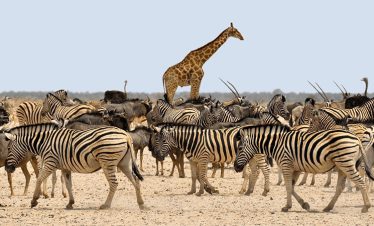 A giraffe standing among a group of zebras in the savannah, blending into the lush, grassy landscape.