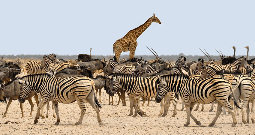 A giraffe standing among a group of zebras in the savannah, blending into the lush, grassy landscape.