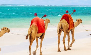 Camels and a guide on Lamu Beach, with the sandy shore and ocean in the background.