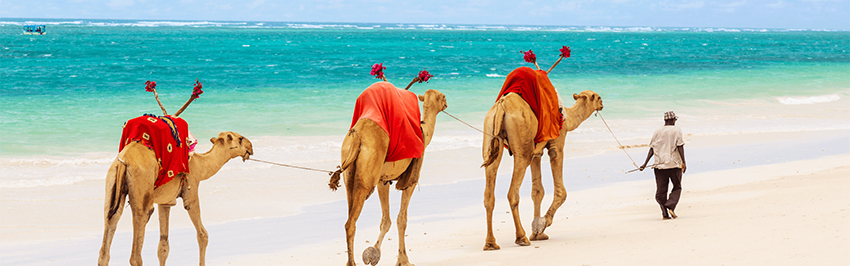 Camels and a guide on Lamu Beach, with the sandy shore and ocean in the background.