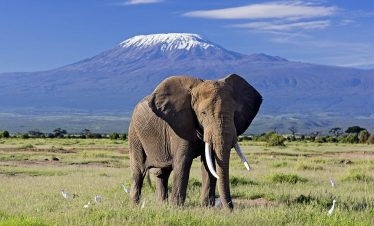 An elephant standing near Mount Kilimanjaro, with the majestic peak of the mountain in the background.