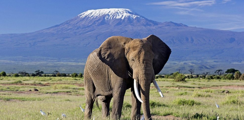 An elephant standing near Mount Kilimanjaro, with the majestic peak of the mountain in the background.