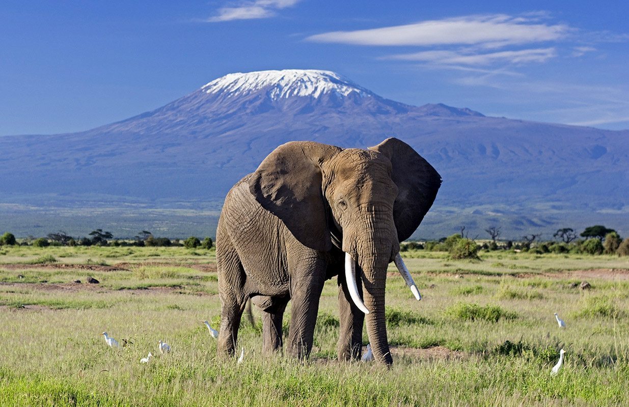 An elephant standing near Mount Kilimanjaro, with the majestic peak of the mountain in the background.