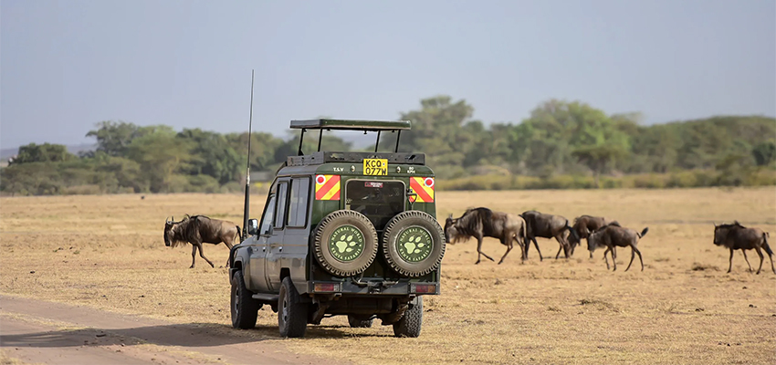 A Land Cruiser on a game drive in the Maasai Mara, surrounded by the vast savanna landscape.