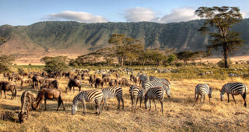 Zebras and wildebeest grazing together in the Ngorongoro Crater, with the lush, expansive landscape in the background.