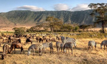 Zebras and wildebeest grazing together in the Ngorongoro Crater, with the lush, expansive landscape in the background.