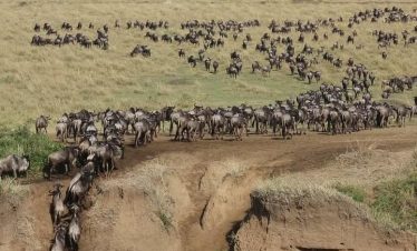 A large herd of wildebeest grazing and moving across the Maasai Mara, with the expansive savannah landscape in the background.