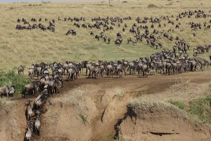 A large herd of wildebeest grazing and moving across the Maasai Mara, with the expansive savannah landscape in the background.