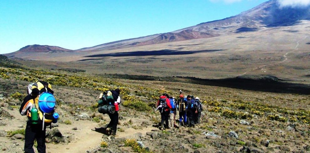 Hikers ascending the Rongai Route on Mount Kilimanjaro during an 8-day climb, with views of the mountain's diverse landscape.