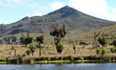 Panoramic view of Mount Elgon, showcasing its expansive peaks and lush vegetation.