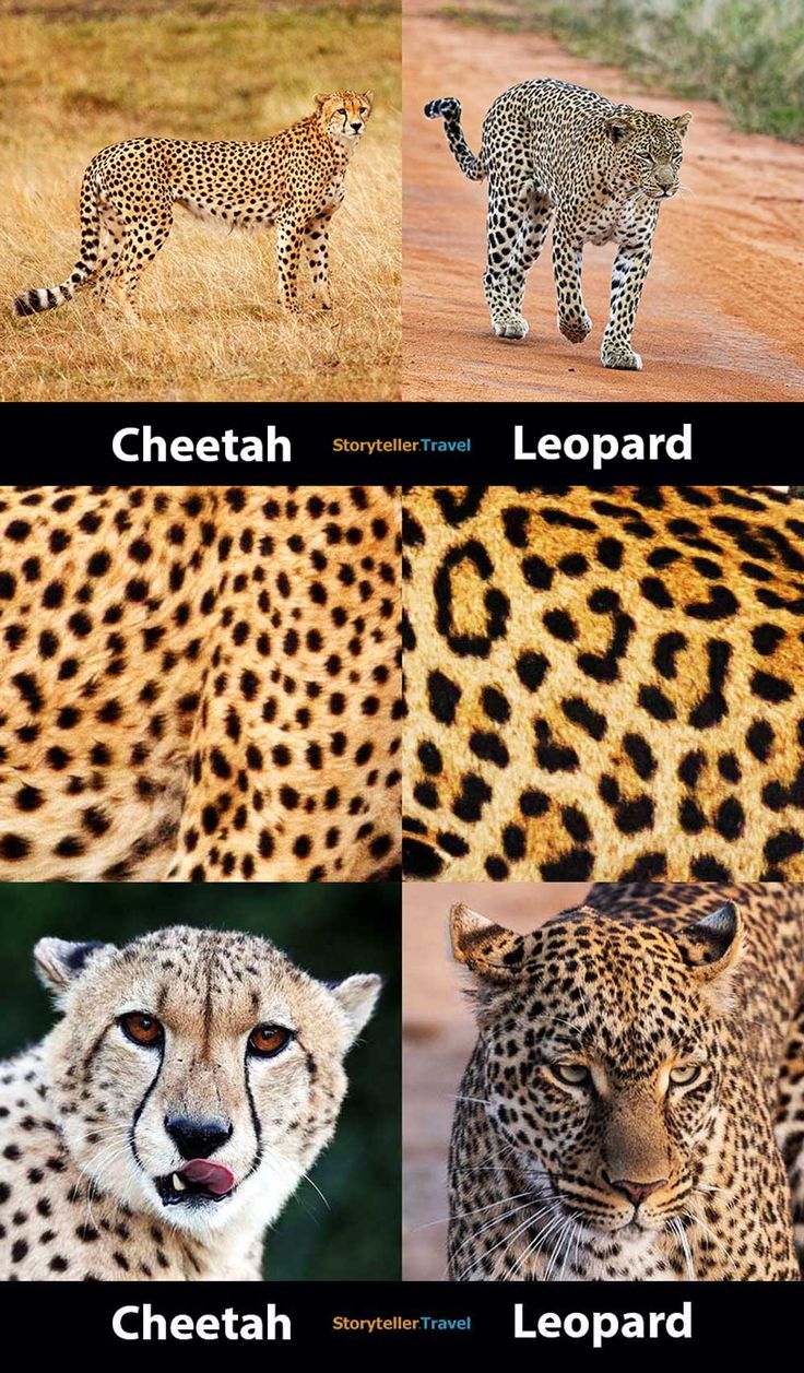 Discover Cheetahs and Leopards differences: Your Ultimate Kenya Safari Guide